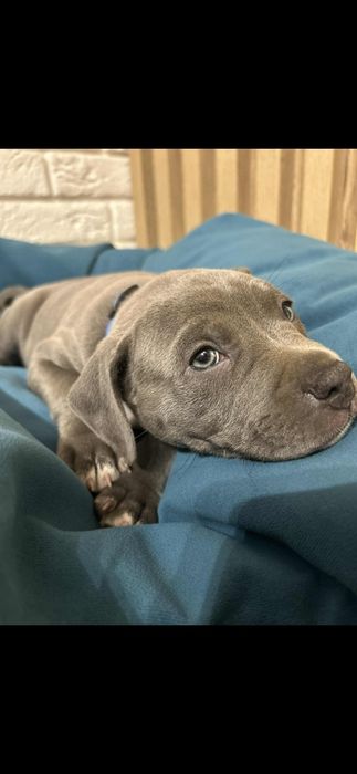 Amstaff szczeniaki american staffort shirt terier