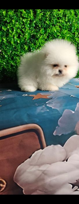 Мальчики Померашка. Мишка