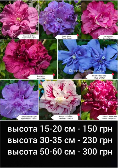 Гібіскуси вуличні деревовидні махрові, варієгатні 25 сортів