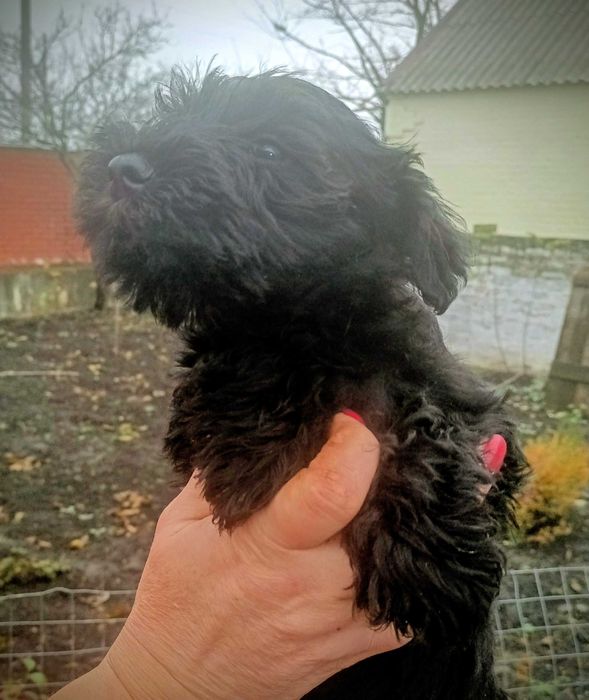 Цуценята цвергшнауцера, чорні, гарнюні