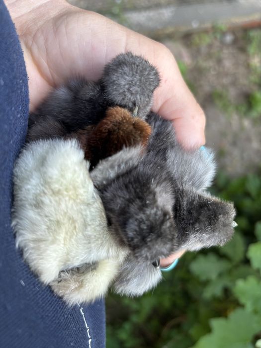 Kurczaki Silka Jedwabista