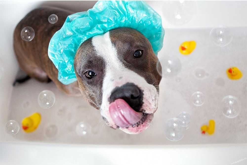 Ręcznik bambusowy dla zwierząt 25х25 cm