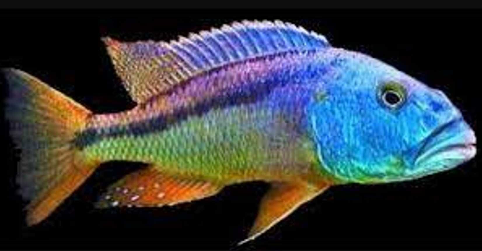 Aristochromis christyi - Pyszczak - Pyszczaki - dowozimy, wysyłamy