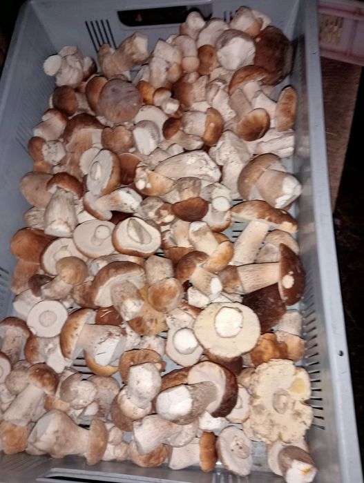 Grzyby prawdziwki 2 kg