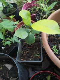 Planta camélia em vaso