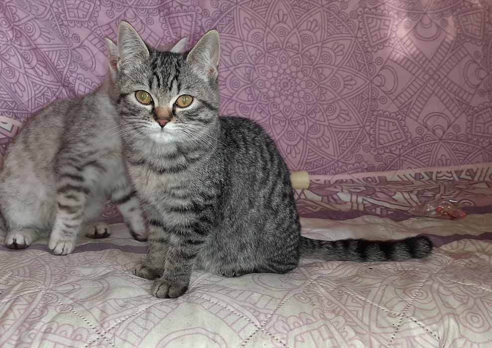 Мутоновые Британские котики табби.