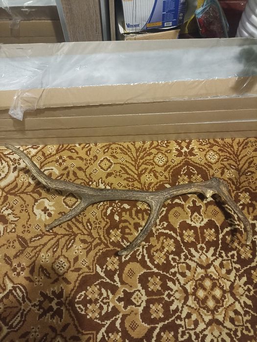 Рог оленя (в наличии 1)