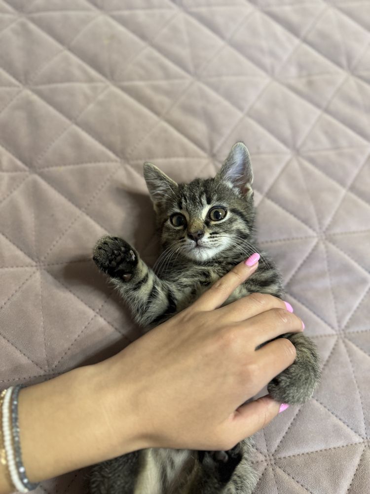 Віддамо котика у добрі руки