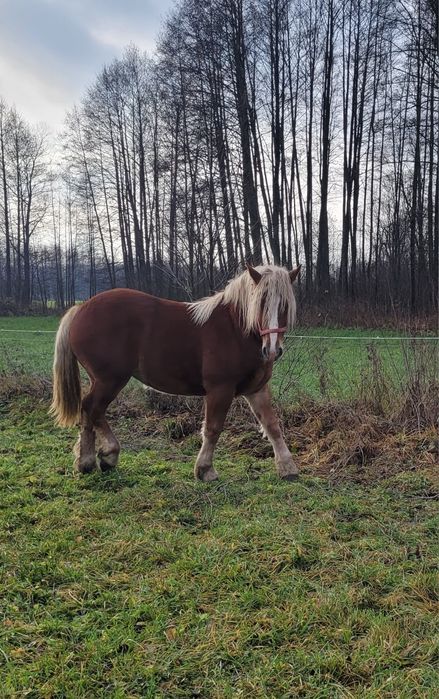 Sprzedam klacz kasztankę 1 rok i 6 miesięcy
