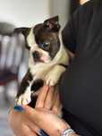 Boston terrier FCI wyjątkowy chłopiec.