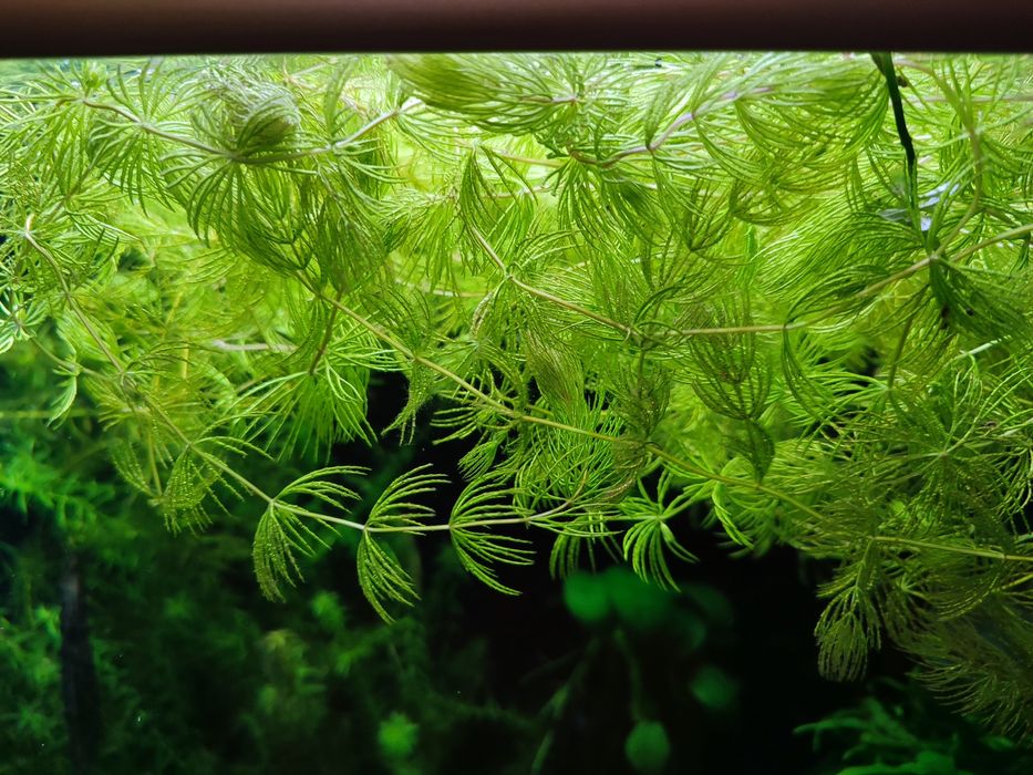 Rogatek sztywny roślina do akwarium