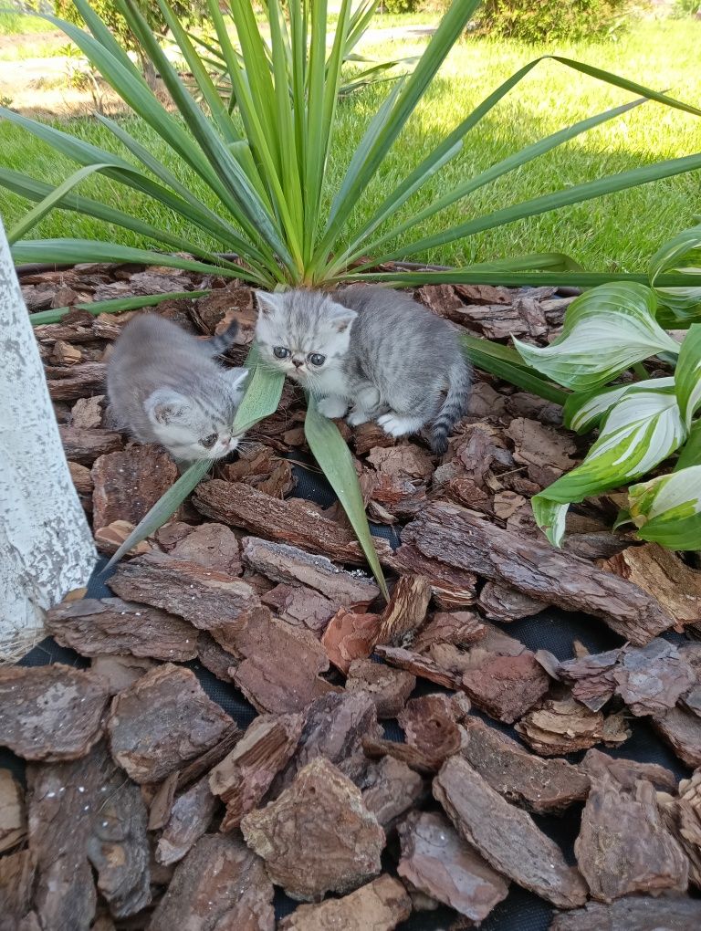 Котята Екзоти,Екзотична короткошерстна