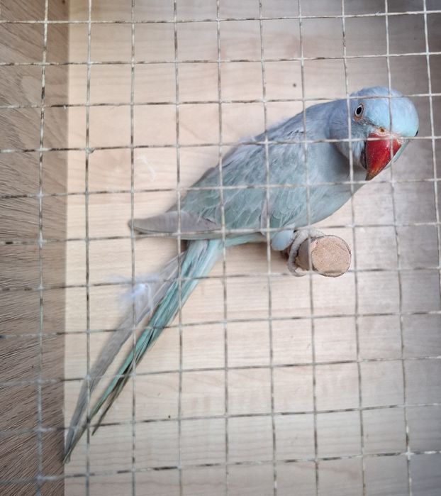 Aleksandretta obrożna 2024