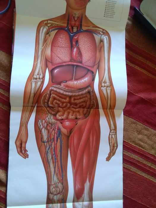 Enciclopédia O Corpo Humano