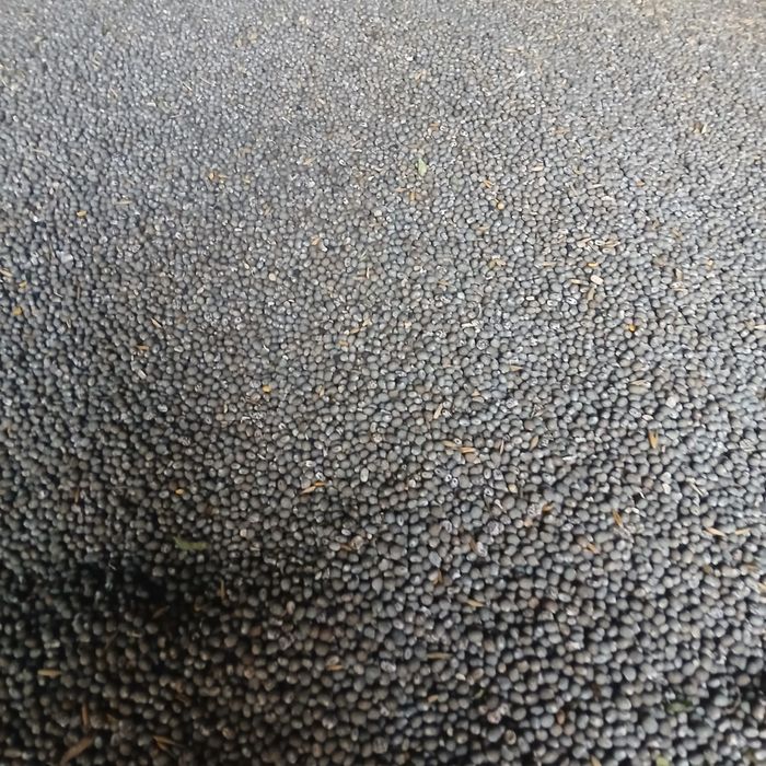 Sprzedam łubin na poplon