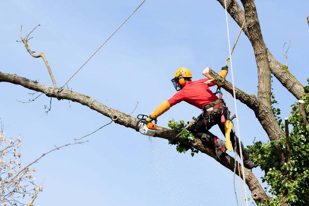 Climbing Lumberjack. Wycinka drzew alpinistycznie, arborysta