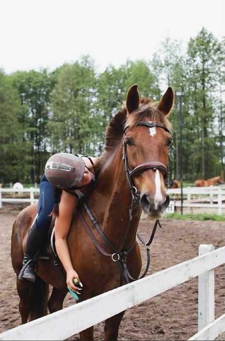 Sprzedam klacz, KWPN, 10 lat, 164 cm, woj. mazowieckie