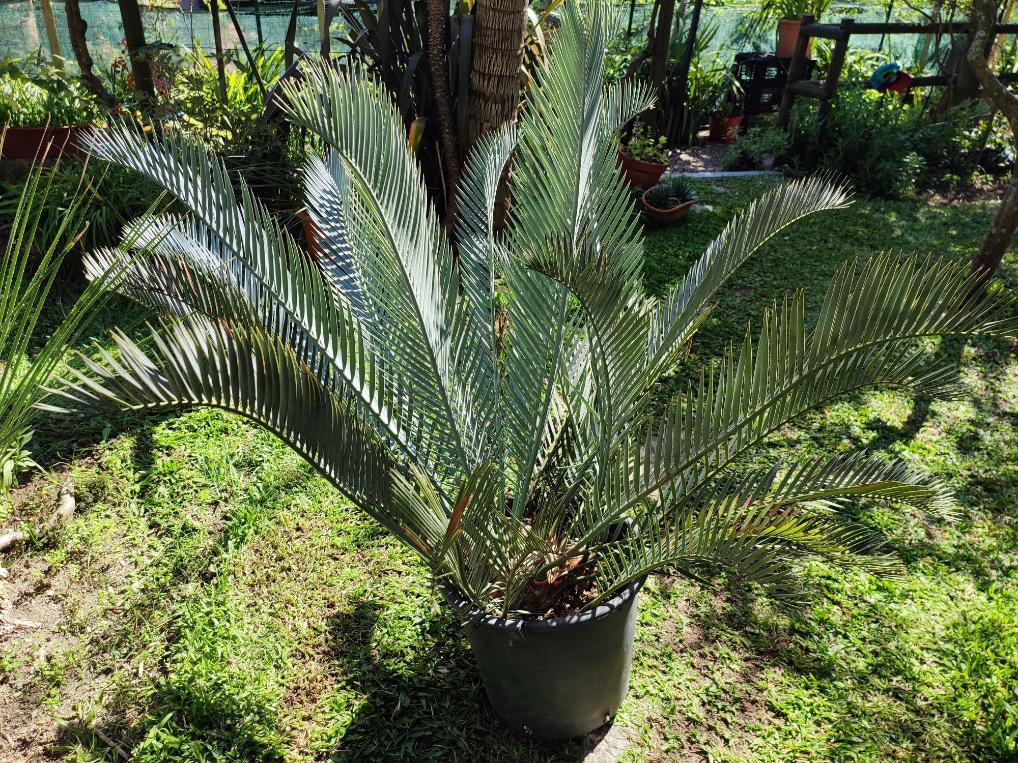 Encephalartos lehmannii