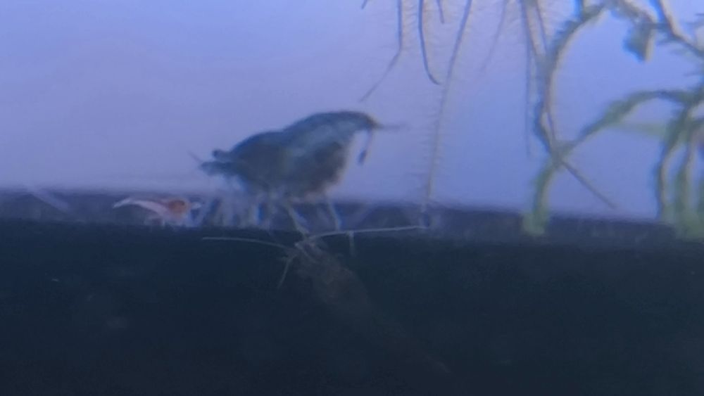 Krewetki neocaridina kundelki