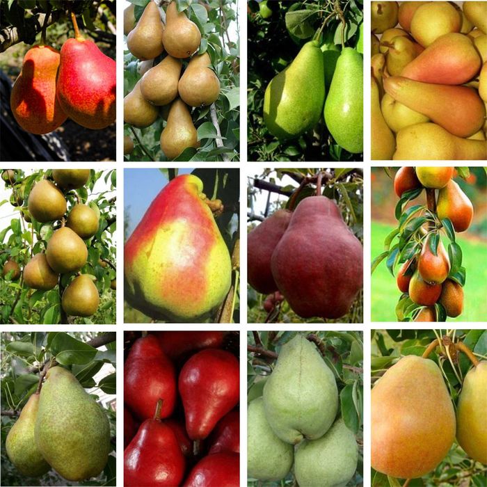 Саженцы плодовых деревьев, роз и кустарников в питомнике Агродиво