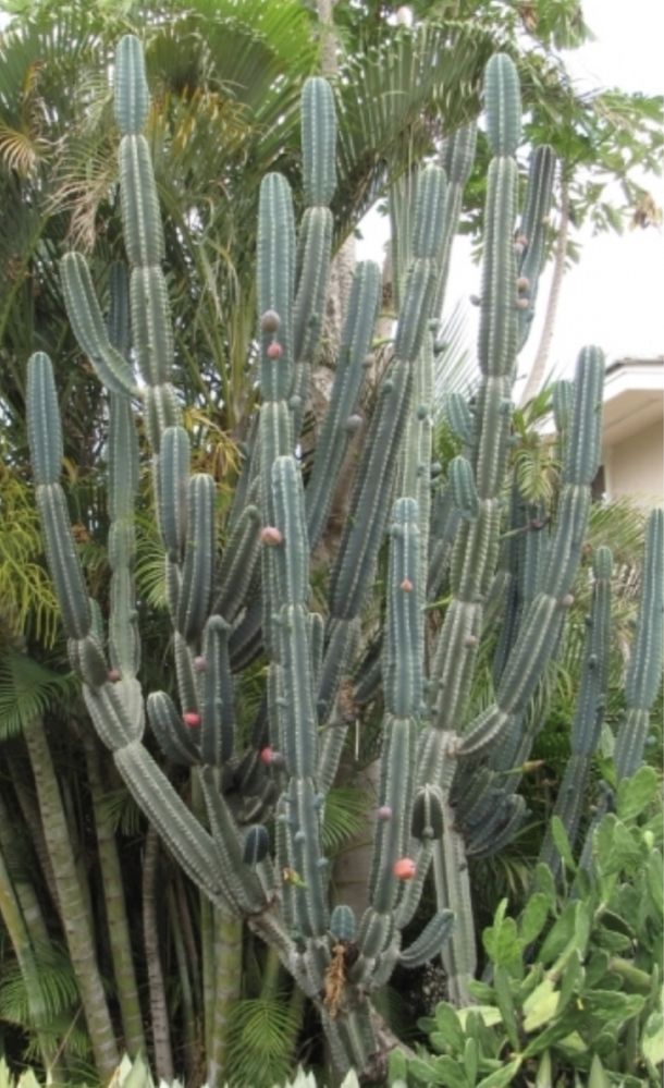 Cacto Cereus Peruvians azul dá fruto até 50cm