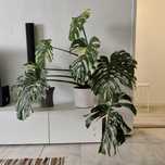 Monstera Thai constellation // planta rara
