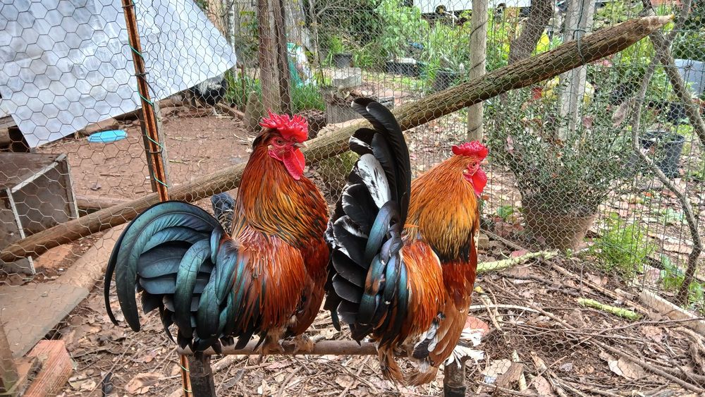 Galinha da Índia (charito) cruzado Mil Flores