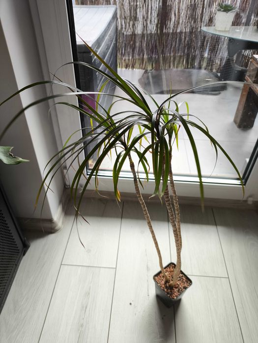 Dracena Kwiat doniczkowy