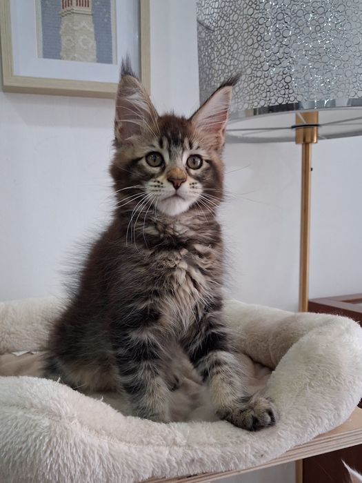 Gatinha Maine Coon com Lop