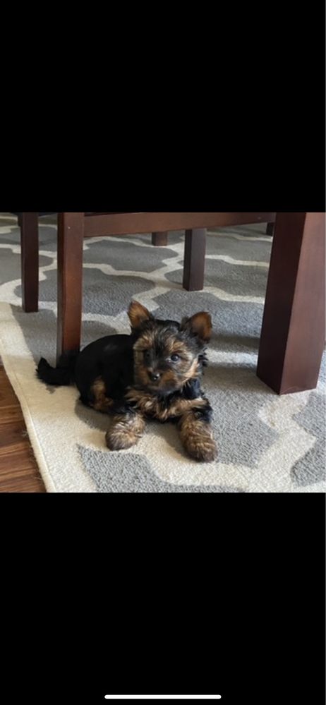 Yorkshire Terrier miniaturka