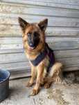 Luna piękność do adopcji