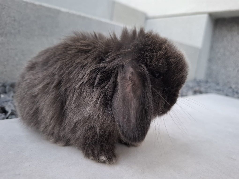 Królik miniaturka króliczek mini lop