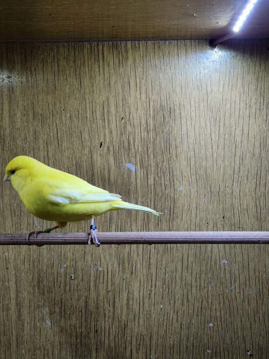 Kanarki czerwone i żółte