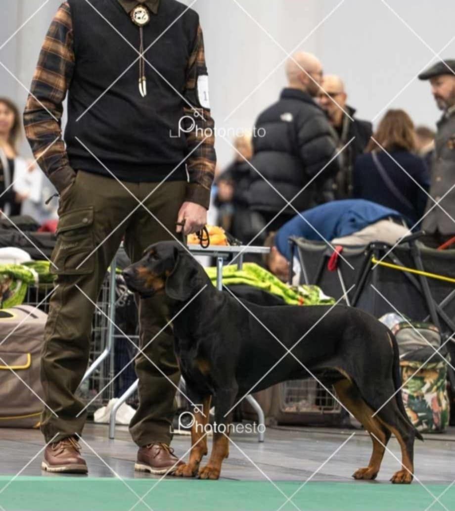 Reproduktor Gończy polski FCI