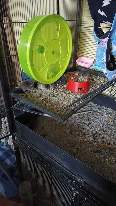 Oddam za free szczurki odmiany mieszanej