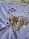 Maltipoo szczeniaczek