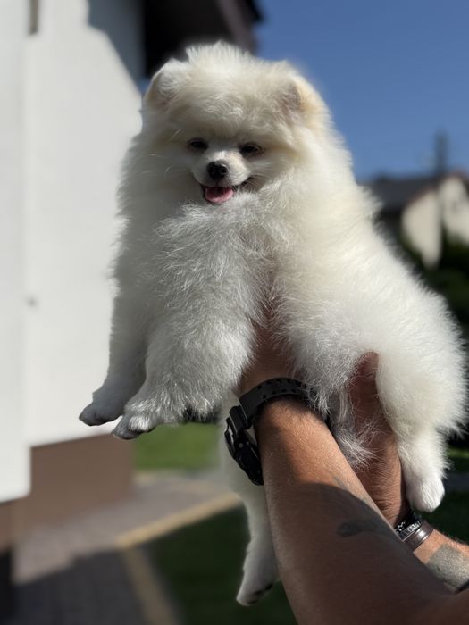 Pomeranian Szpic Miniaturowy Biały FCI ZKwP