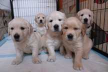 Szczeniak Golden Retriever do adopcji!