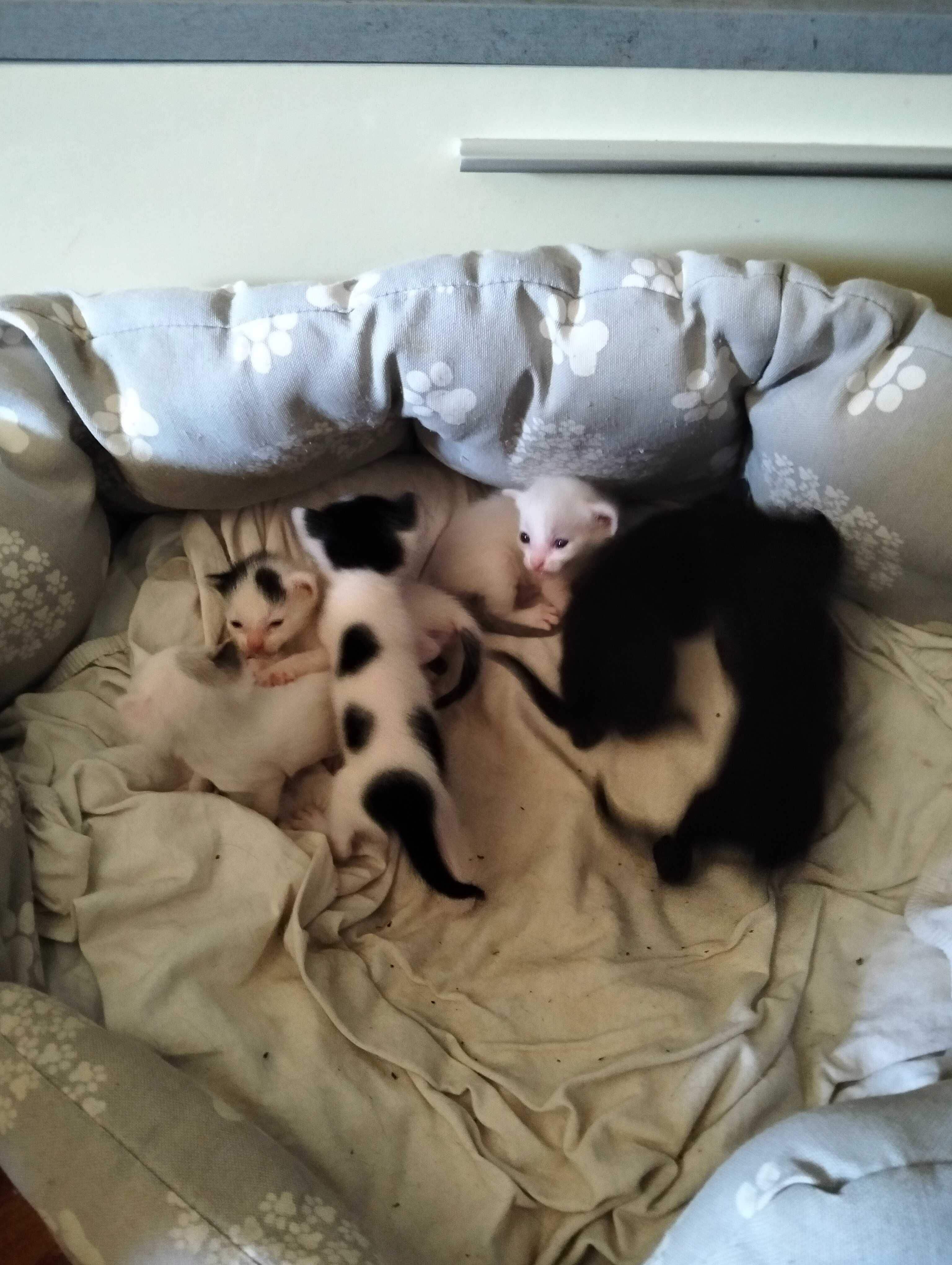 Gatinhos para adoção