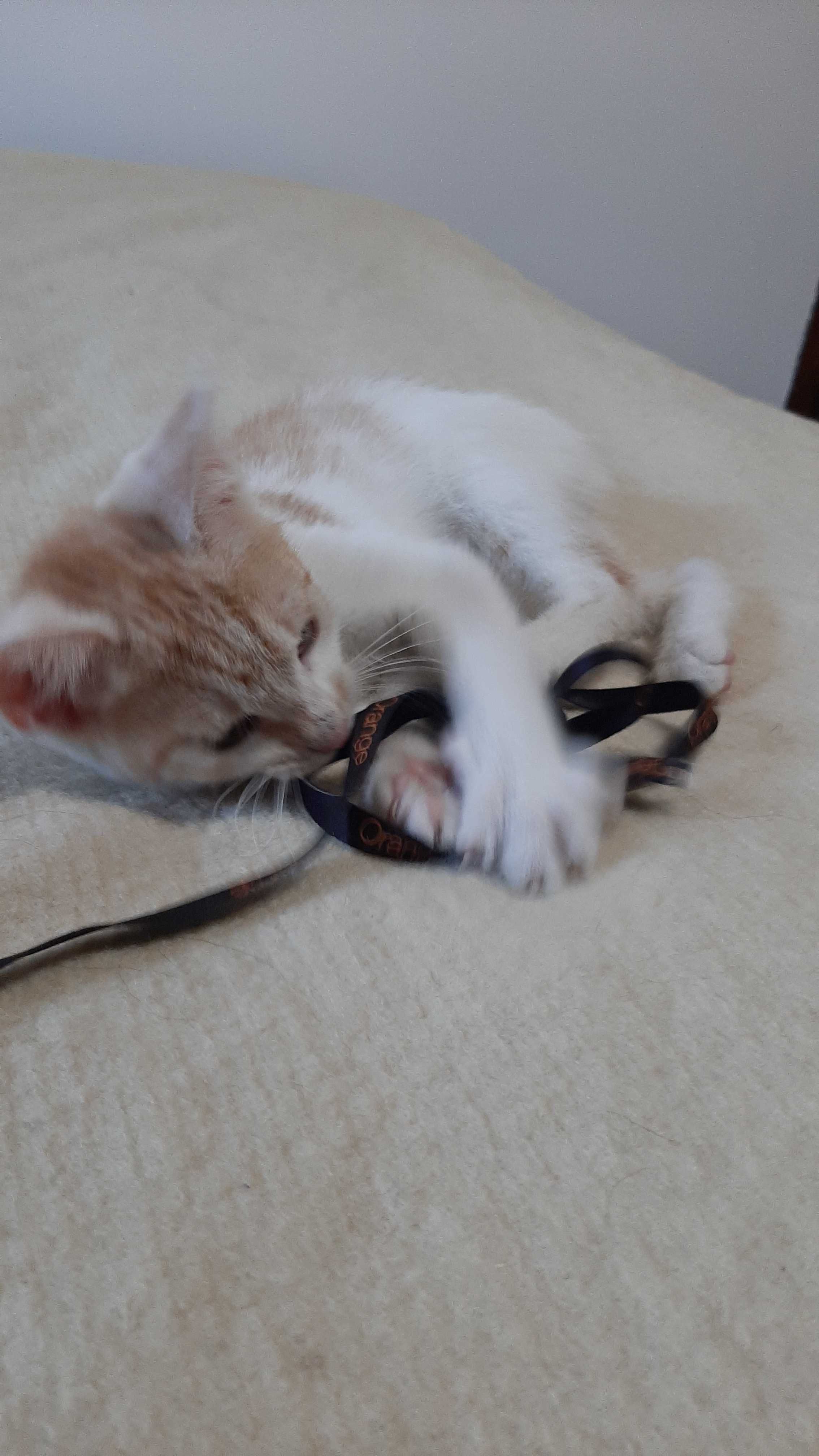 Zdrowy rudy kociak do adopcji