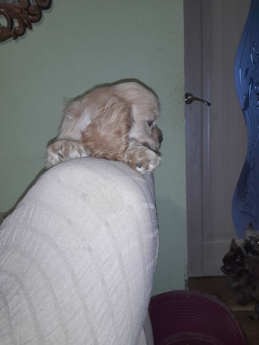 Американский кокер спаніель.