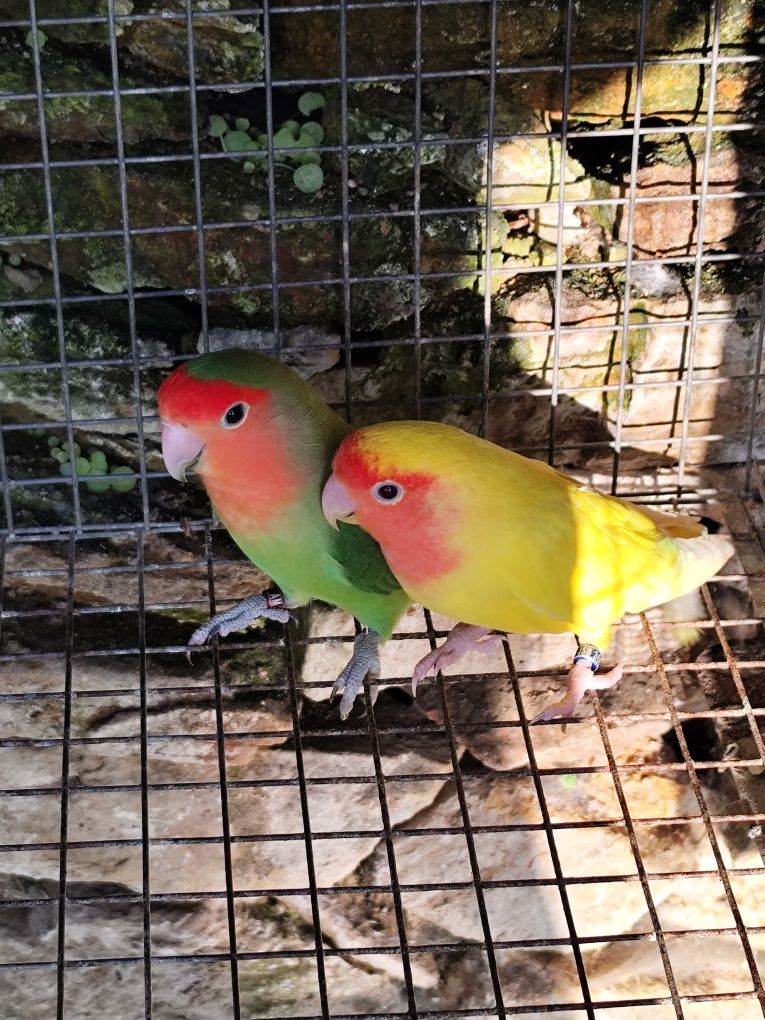 Vendo casal de agapónis