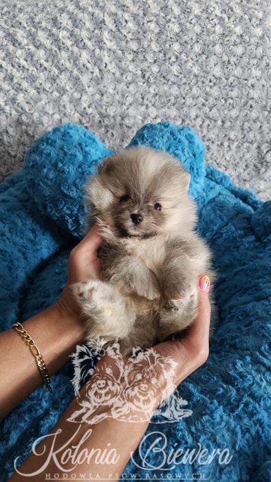 Piesek Szpic miniaturowy/ Pomeranian PASZPORT!!