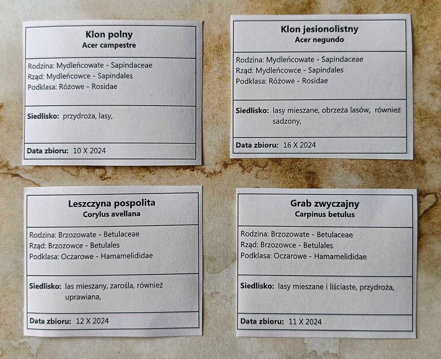 15 gat drzewa wrzesień 2025 ZIELNIK z opisami nienaklejone