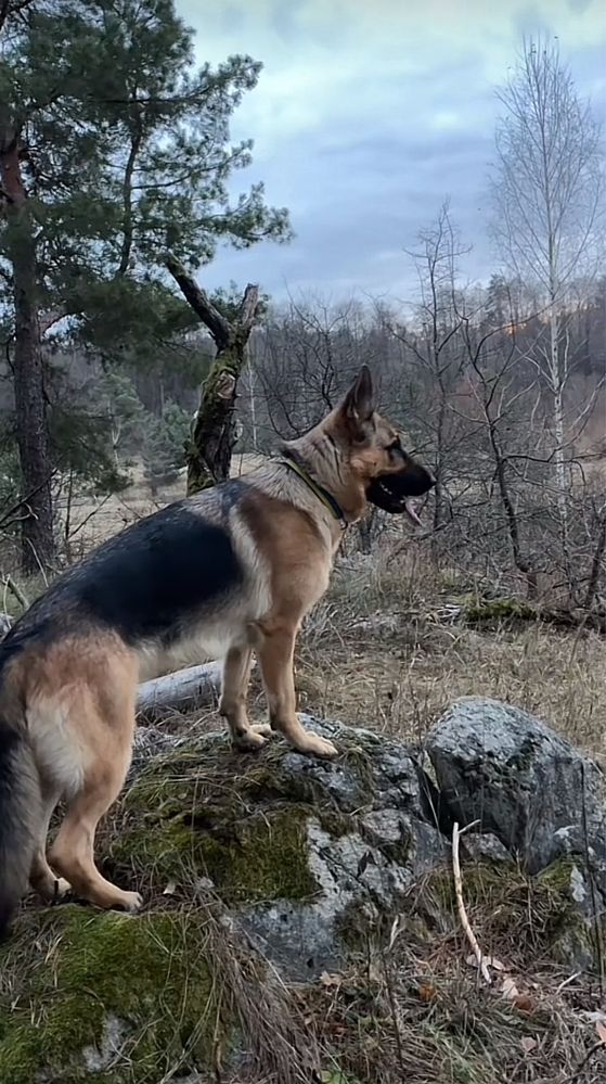Цуценята німецької вівчарки