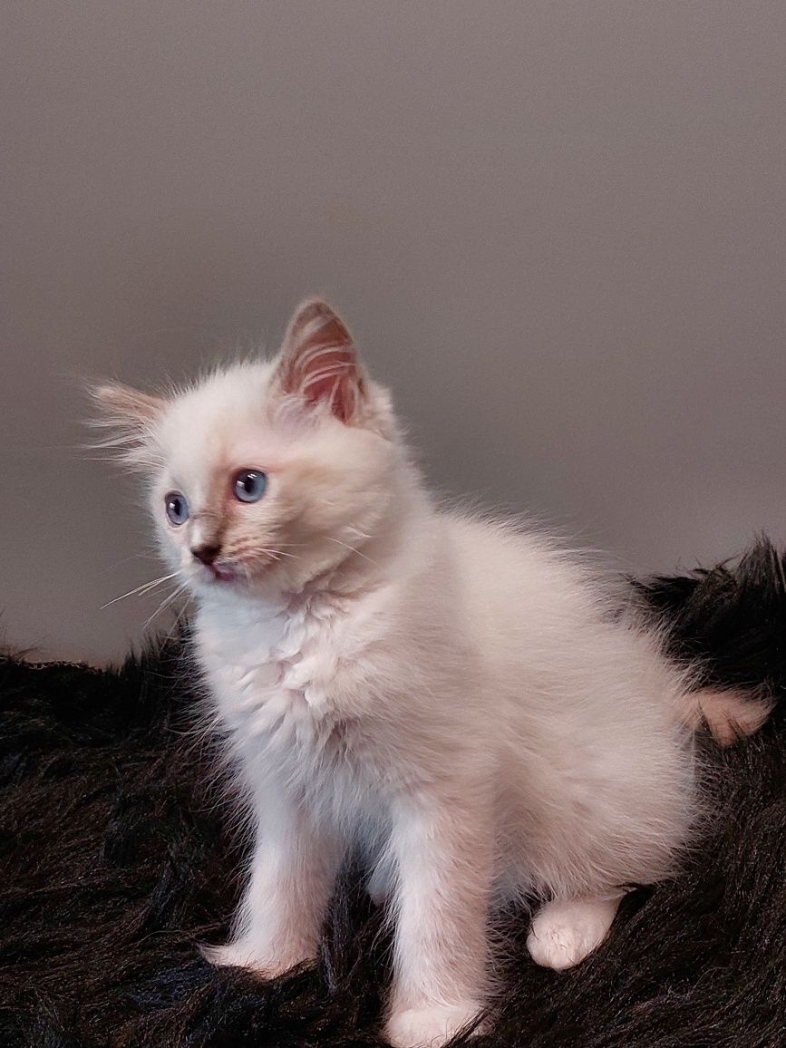 TELMA koteczka Ragdoll do rezerwacji
