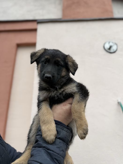 Цуценята німецької вівчарки