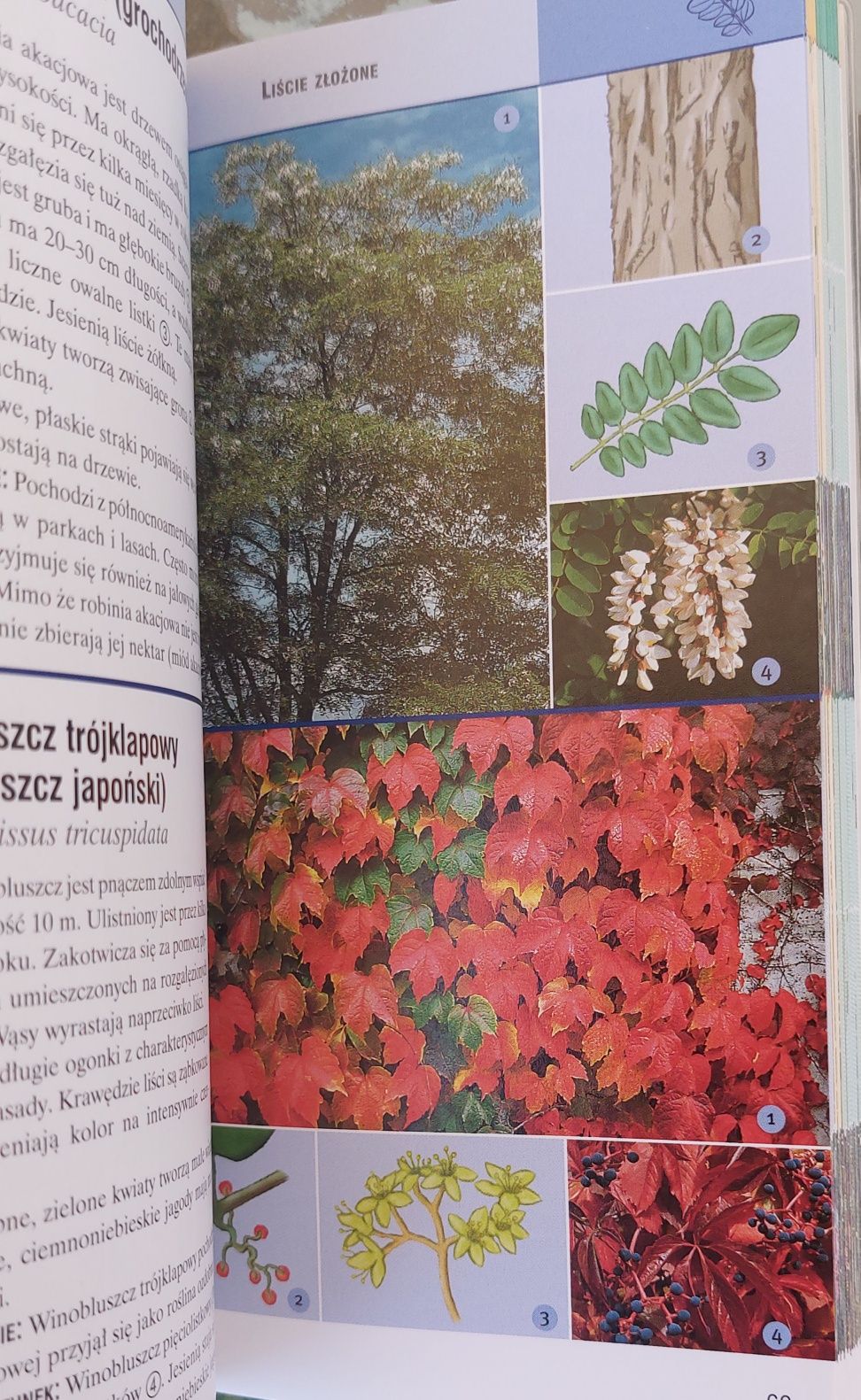 Drzewa i krzewy. Przewodnik.