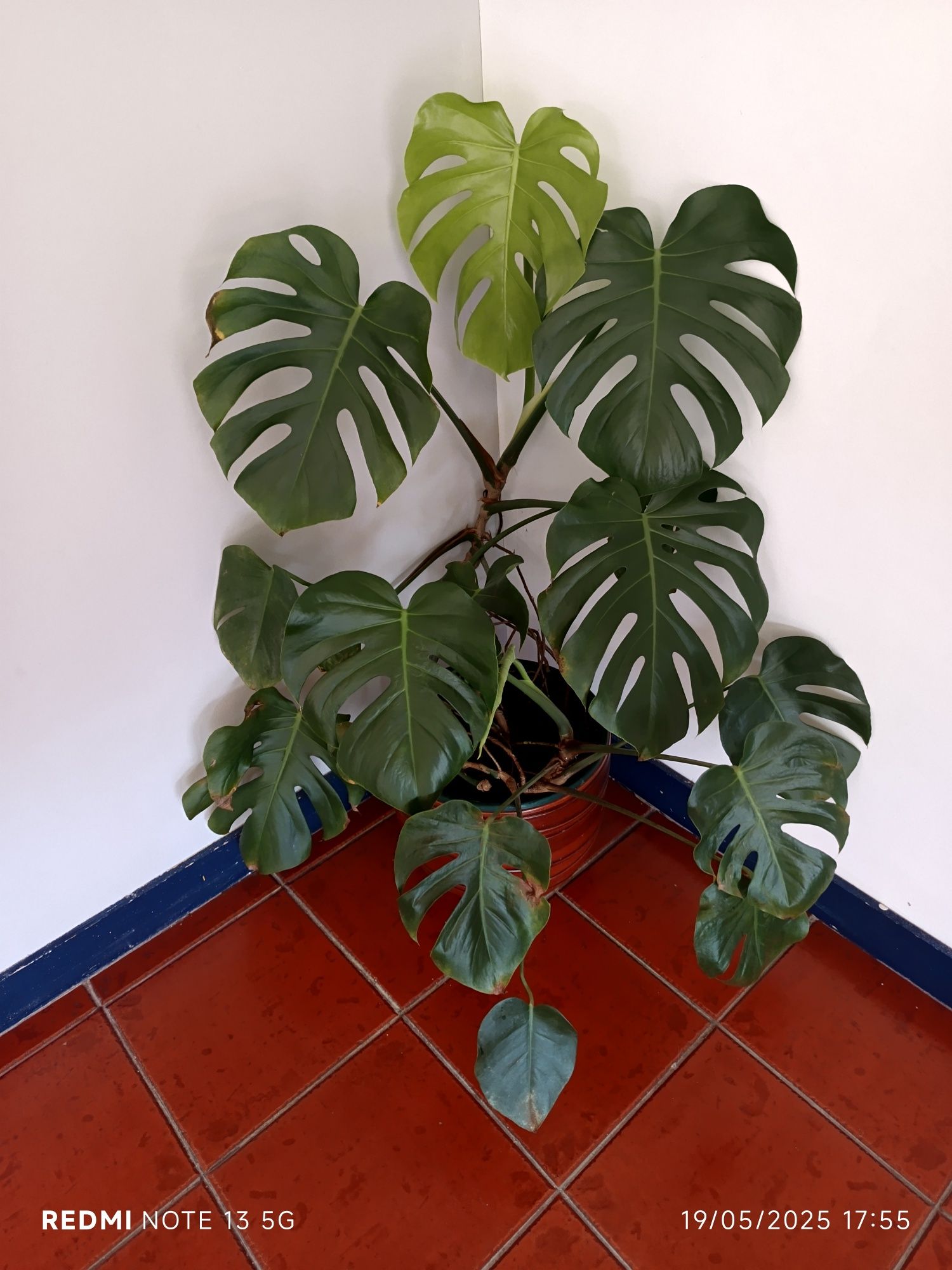 Planta Costela de Adão