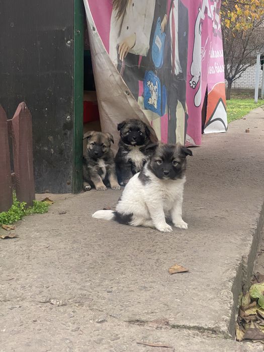 Цуценя 2міс. Шукають родину. Безкоштовно!